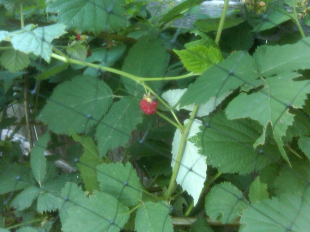 raspberry plant